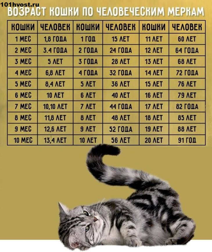 Таблица возраста кошек по человеческим меркам - сколько лет