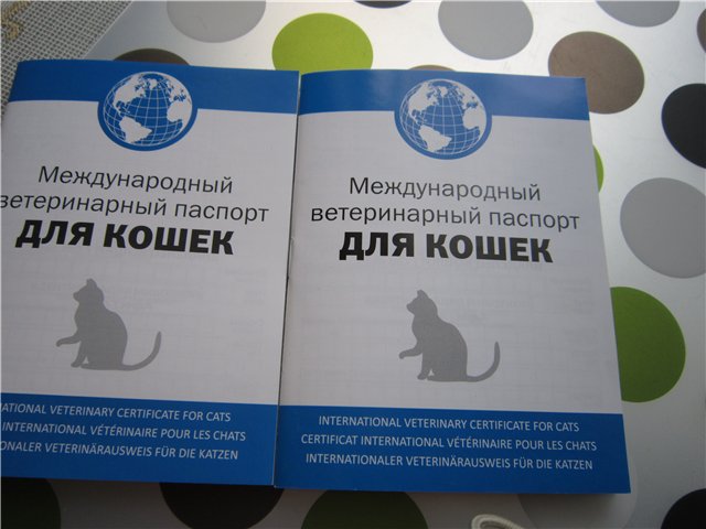 Ветеринарный паспорт для кошки: все о покупке, внесении данных и использовании документа, международные и обычные образцы, процедура и стоимость оформления