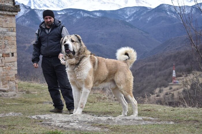 Порода собак кавказская овчарка: как найти подход к великану с непростым характером