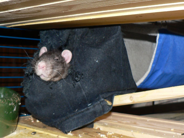 Поилка, одежда, переноска и шар для крысы – нужны ли такие аксессуары грызуну?