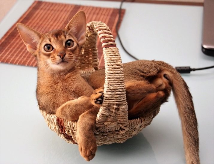 Абиссинская кошка: описание породы