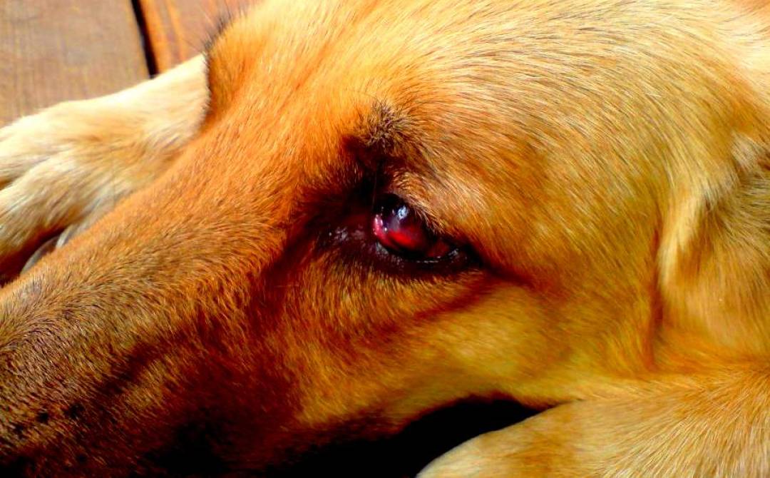 Бешенство у собак: симптомы и первые признаки заболевания