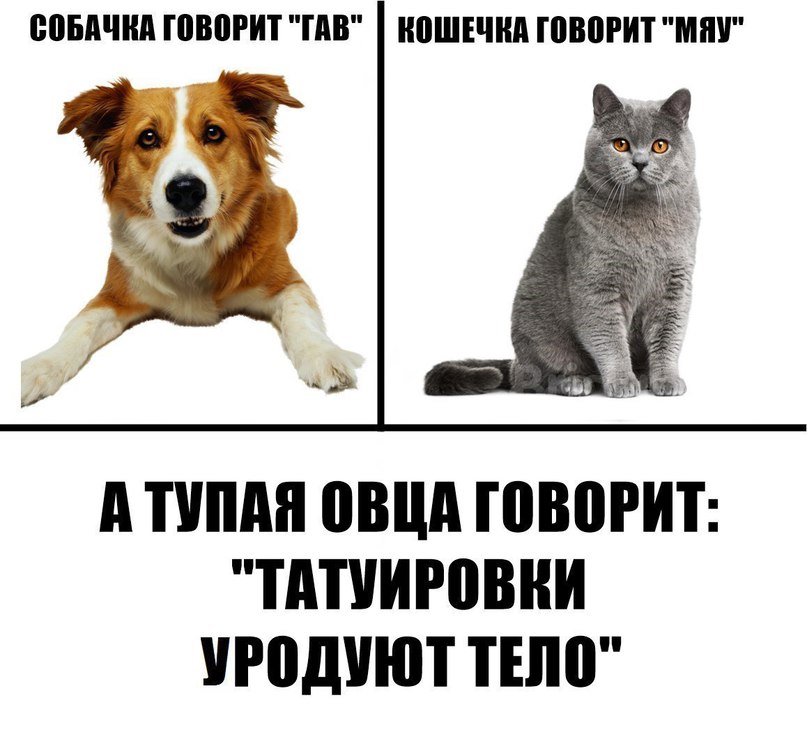 Язык кошек и как понимать своего кота