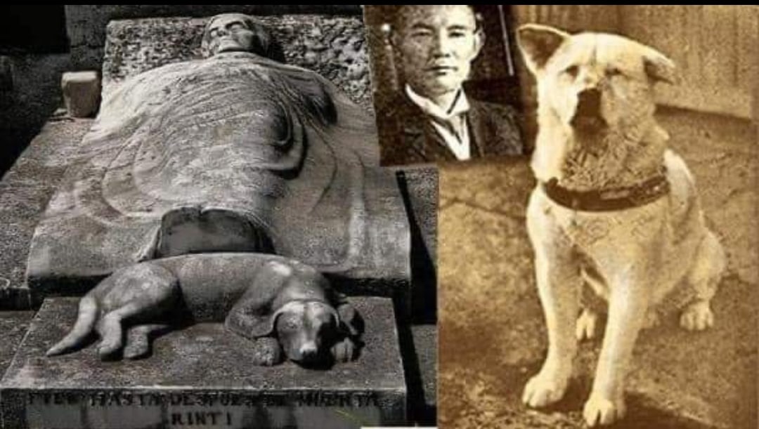 Реальная история хатико, самого верного и преданного пса в мире