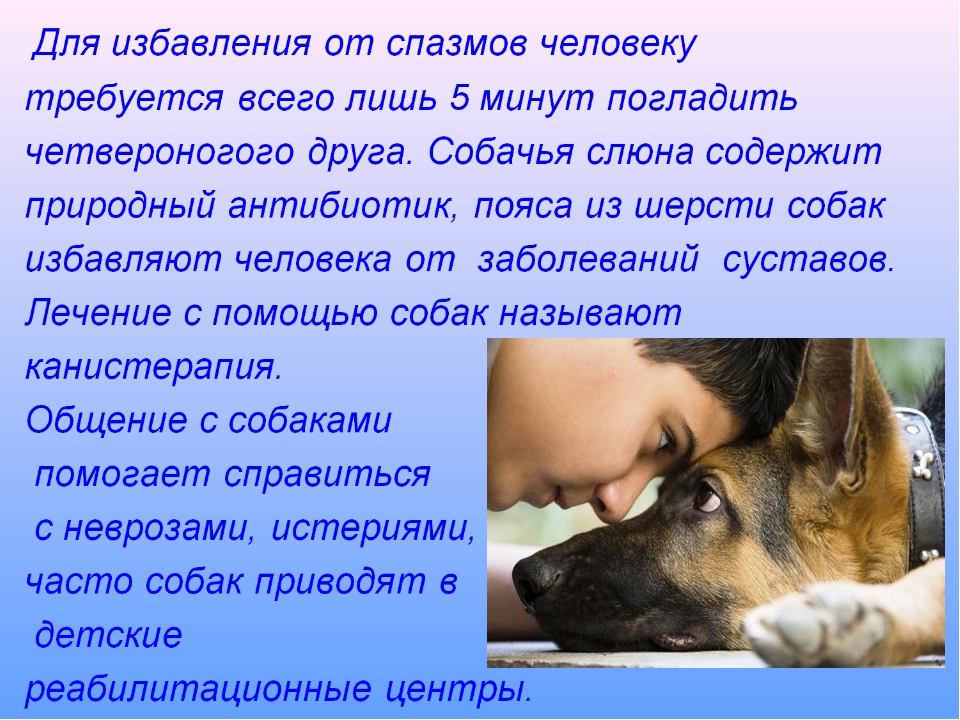 Собачий язык: каким образом собаки общаются с хозяином и понимают ли они его?