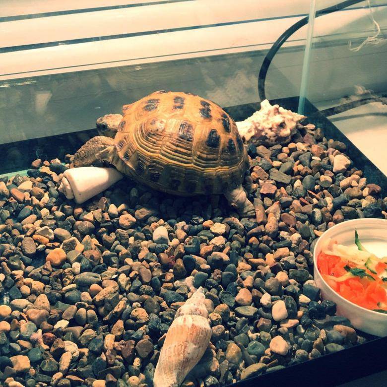 Чем кормить сухопутную черепаху в домашних условиях: правила кормления, что ест