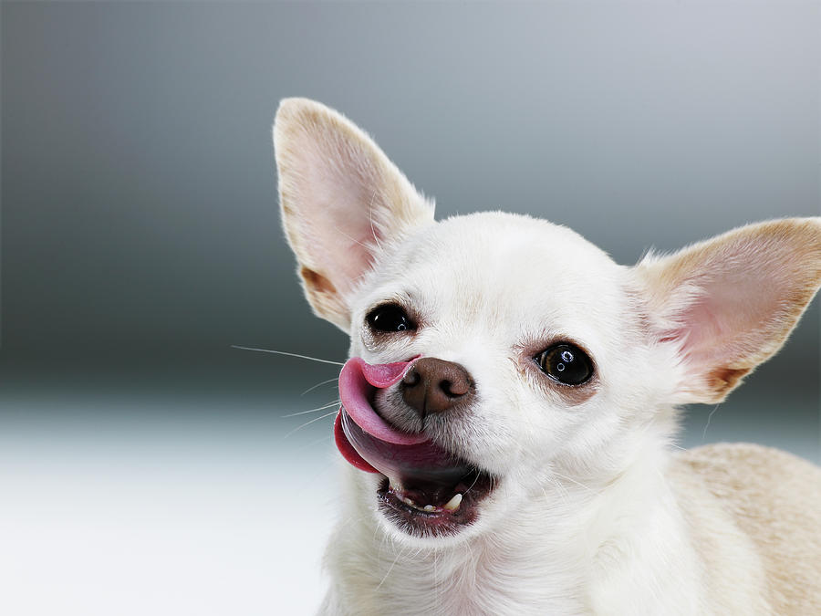 Микро чихуахуа: как выглядит на фото супер мини и самая маленькая собачка в мире, а также отзывы владельцев о породе