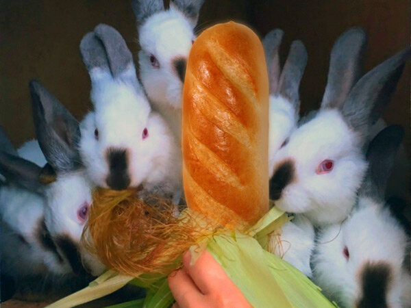 Можно ли кормить кроликов хлебом, каким и с какого возраста