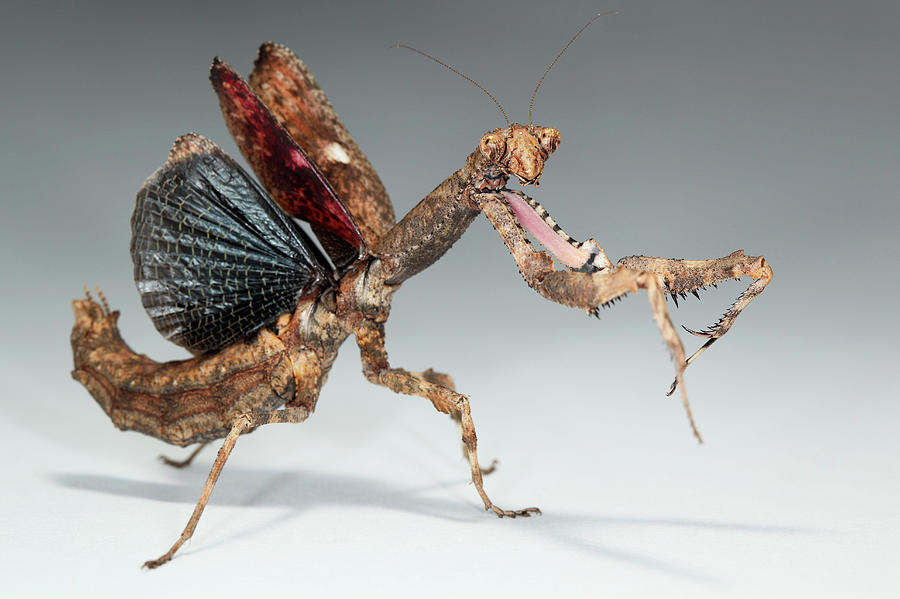 Hierodula membranacea (индийский древесный богомол)