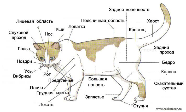 Что такое холка, где она находится у кошек и как ее найти: фото и описание