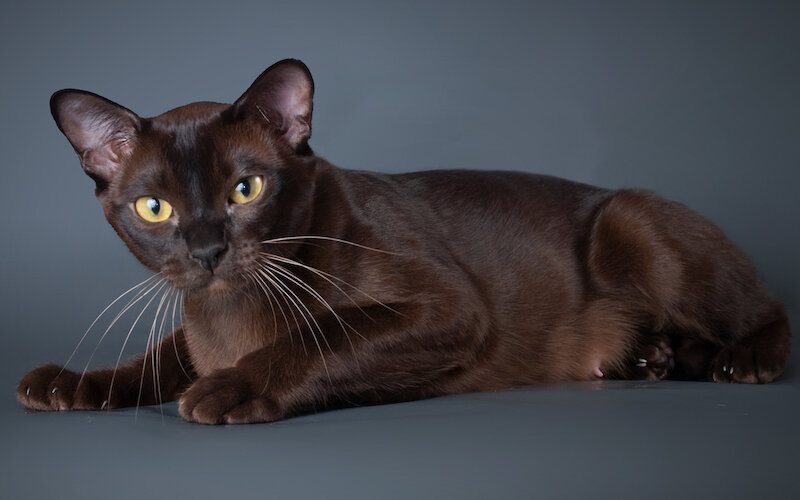Описание породы и характера бомбейской кошки с фото, особенности содержания бомбея