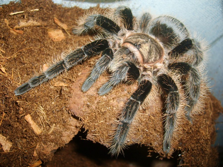 Паук птицеед в домашних условиях. Паук Brachypelma albopilosum. Паук птицеед Брахипельма альбопилосум.