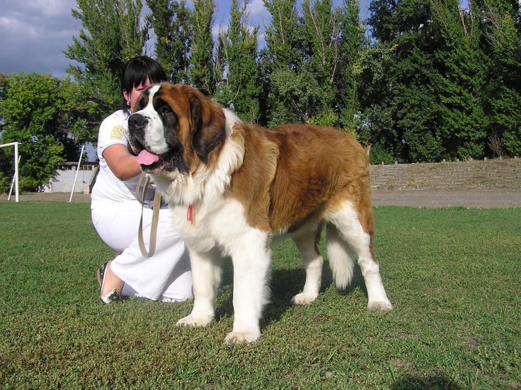 Самые крупные породы собак в мире: обзор и основные характеристики