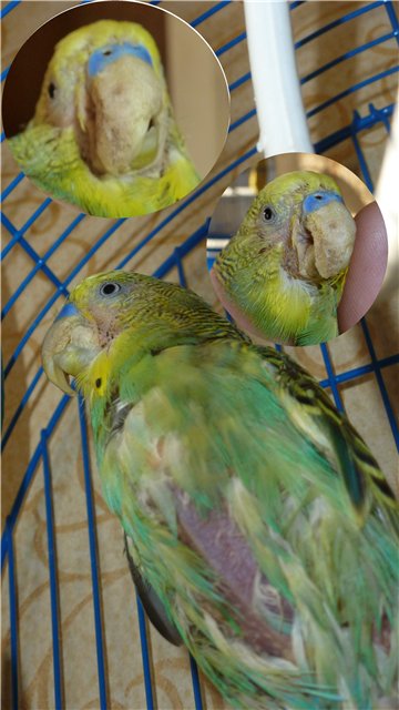 Когда и почему линяют ожереловые и волнистые попугаи и чем их кормить?