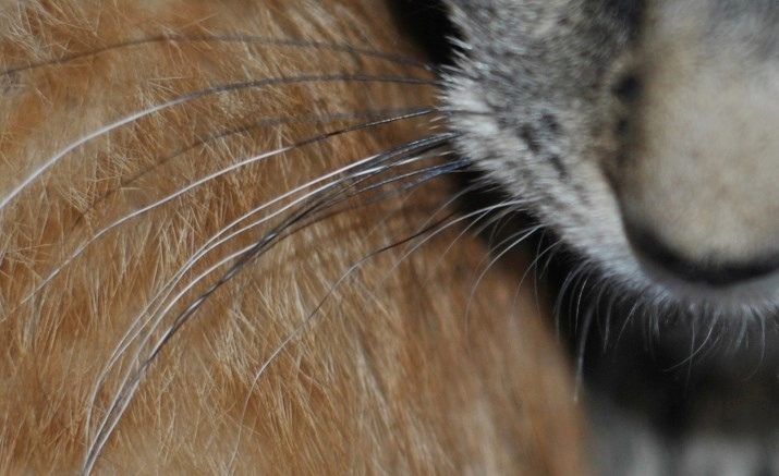 Почему у кота выпадают усы