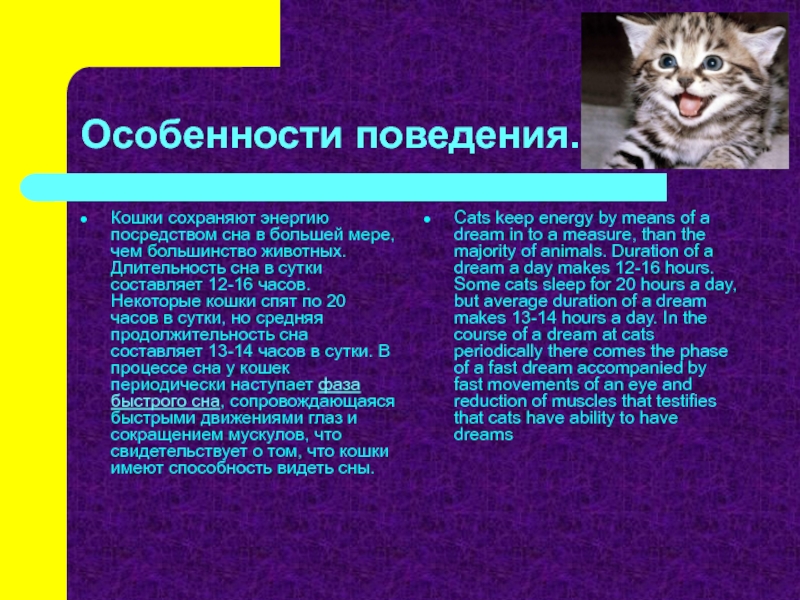 Сколько в среднем часов в сутки должны спать кошки: количество времени, которое котята и взрослые коты тратят на сон