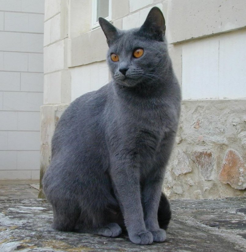 Картезианская кошка «шартрез» описание с фото