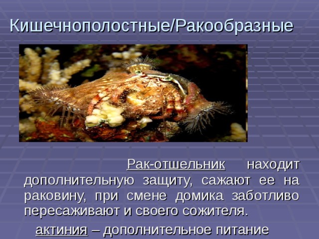 Симбиоз рака отшельника и актинии – уровень организации