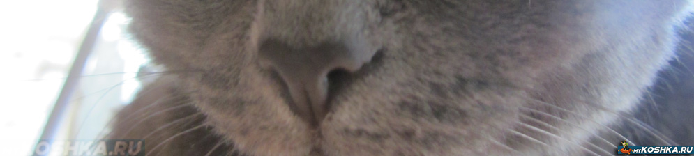 Мокрый нос у кошек