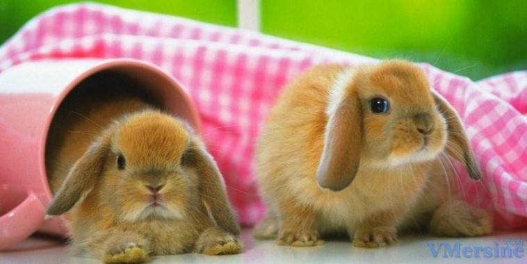Имена для кроликов: как назвать девочек и мальчиков? какие клички можно дать кроликам белого цвета?