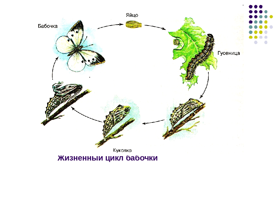 Развитие бабочки схема. Жизненный цикл бабочки капустницы. Жизненный цикл бабочки схема. Цикл развития бабочки схема. Цикл развития бабочки капустницы.
