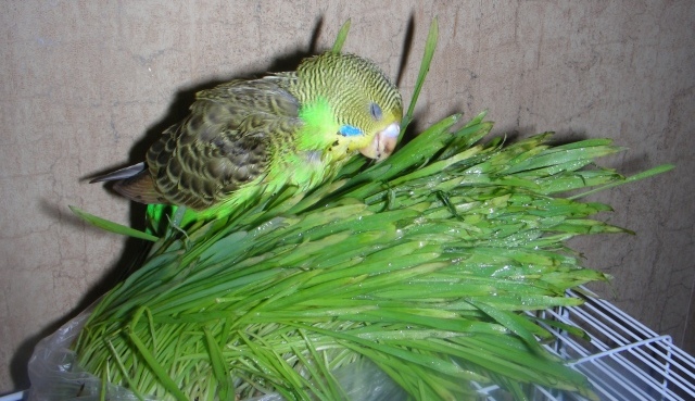 Какую траву можно давать волнистым попугаям: зелень в рационе пернатых