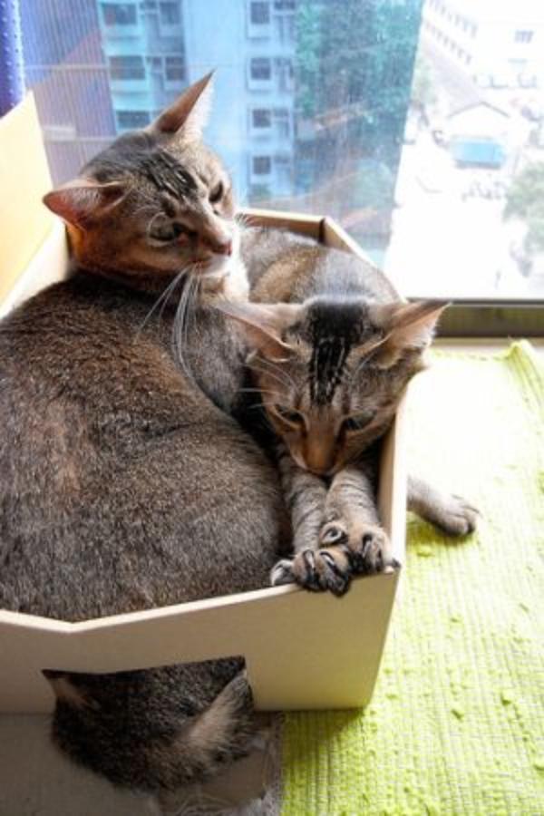 Почему коты любят коробки и пакеты?