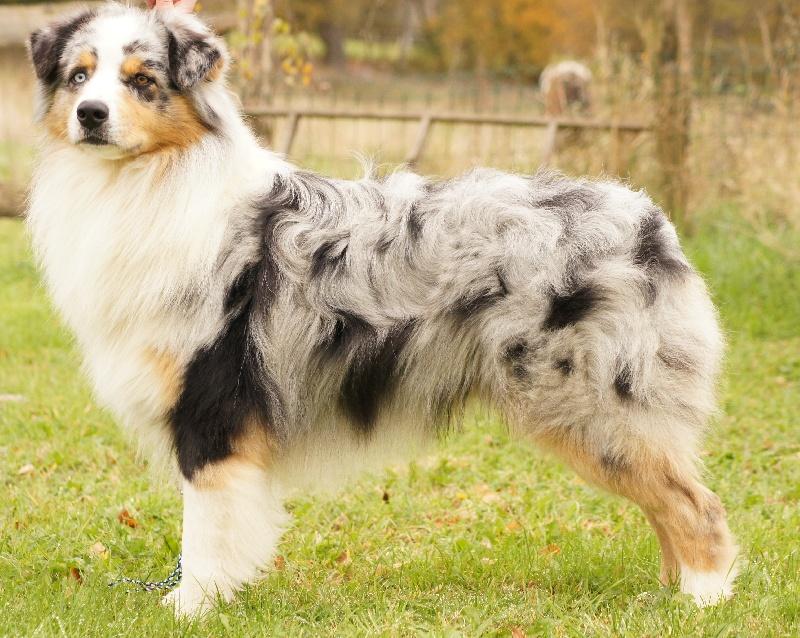 Мини аусси – фото собаки, описание породы, цена щенков