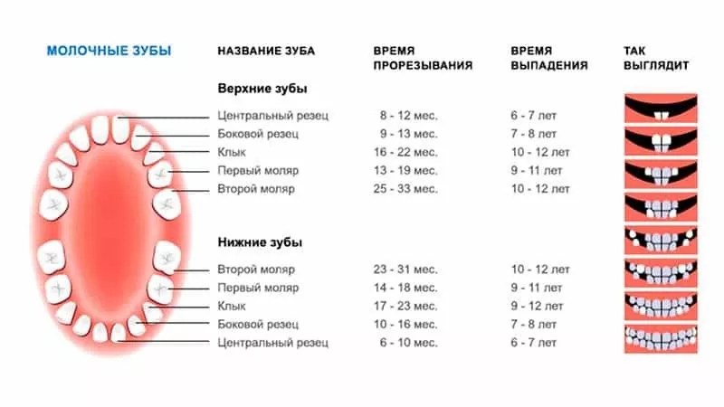 Когда меняются зубы у котят и как это происходит?