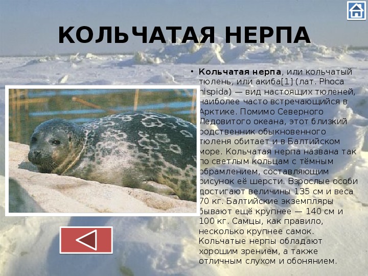 Ладожские нерпы (кольчатая нерпа): описание, ареал обитания